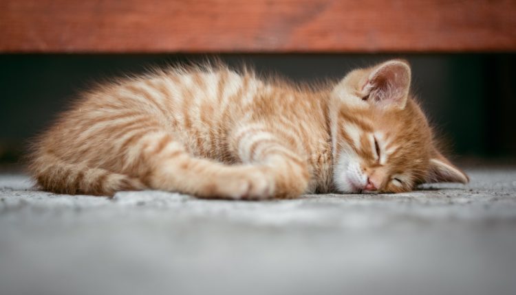 cat, kitten, cute